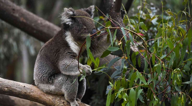 Avustralya hükümetinden koalalar için 35 milyon dolar destek