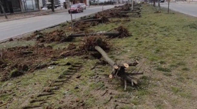Ağaç katliamı yapan CHP'li belediyeden ilginç cevap: "Dekora uymuyor"