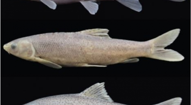 RTEÜ dünya balık faunası için yeni bir cins keşfetti