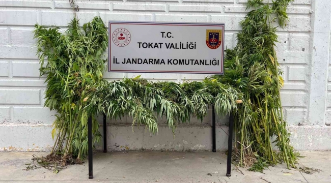 Ormanı uyuşturucu tarlasına çevirdi