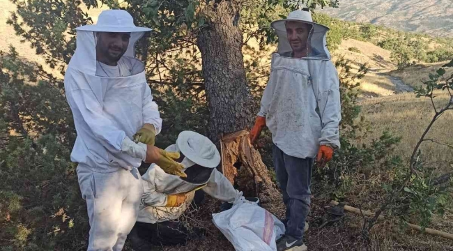 Elazığ'da arıların doğada ürettiği ballar bal avcıları tarafından toplanıyor