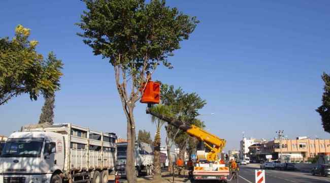 Mersin'de refüjlerde ağaçların bakımı yapılıyor
