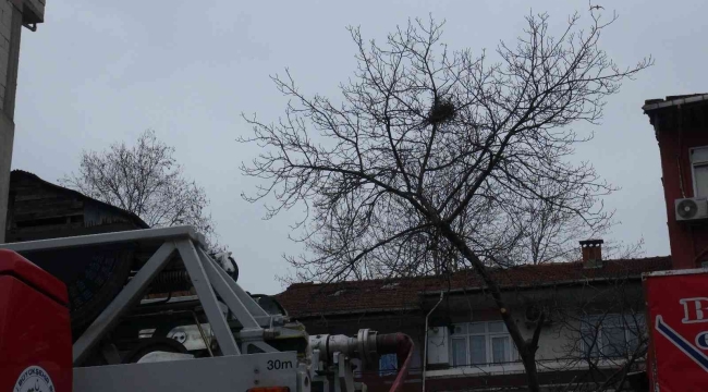 Budadığı ceviz ağacında fenalaşan vatandaşı itfaiye ekipleri kurtardı