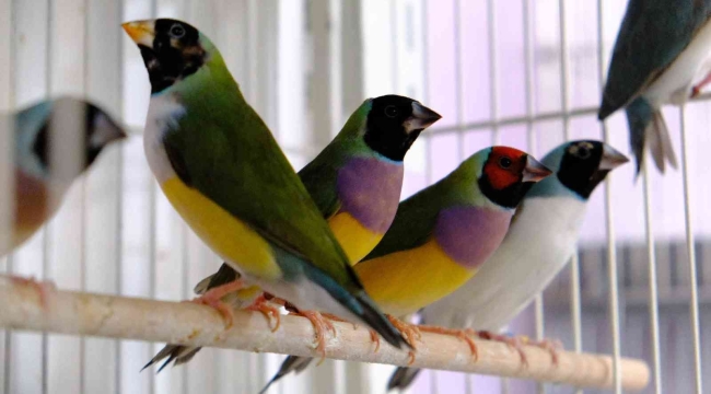Dünyaca ünlü rengarenk egzotik kuşlar Erzincan'da yetiştiriliyor