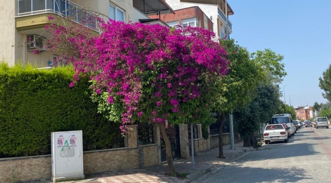 Aydın'da yaz aylarının gelmesi ile sokaklar renklendi