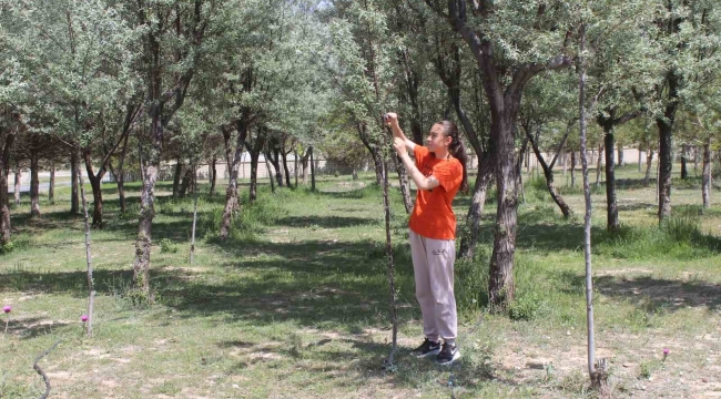 Okul bahçesine dikilen ağaçların bakımını öğrenci ve öğretmenler yapıyor