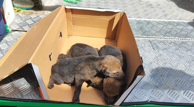 Sarıkamış'ta bulunan kurt yavruları emin ellerde