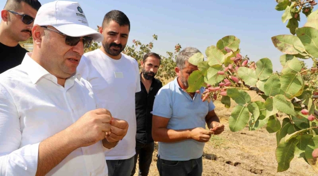 Diyarbakır'da fıstık hasadına başlandı