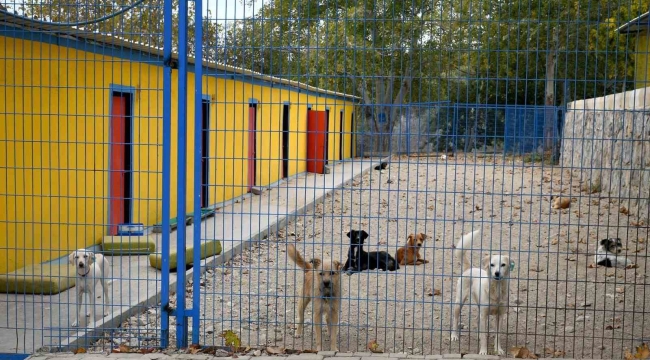 Kuşadası'nda 38 can dostu hayata tutundu