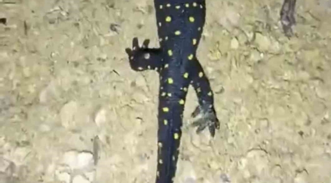 Batman'da nesli tehdit altındaki 'sarı benekli semender' görüldü
