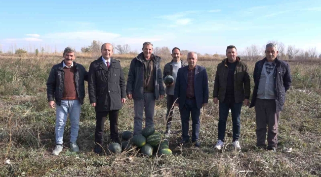 Iğdır'da karpuz hasadı