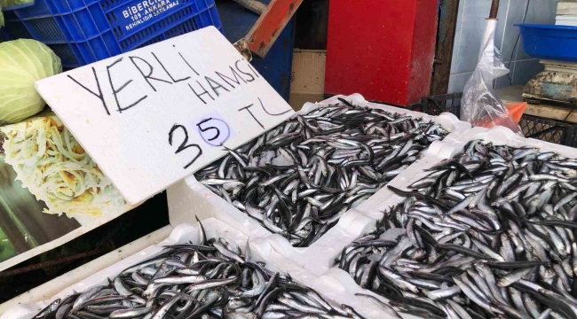 Karadeniz'de hamsi bolluğu sürüyor