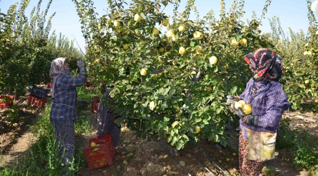 Türkiye ayva üretiminin yüzde 4'ü Denizli'de gerçekleşiyor