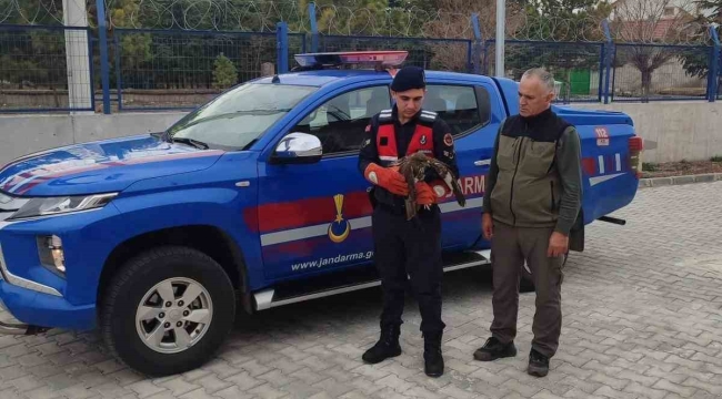 Jandarmanın bulduğu yaralı şahin koruma altına alındı