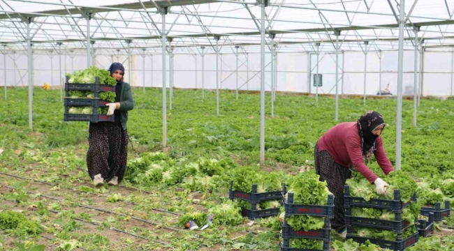 Erzincan'da seralarda marul hasadı sürüyor