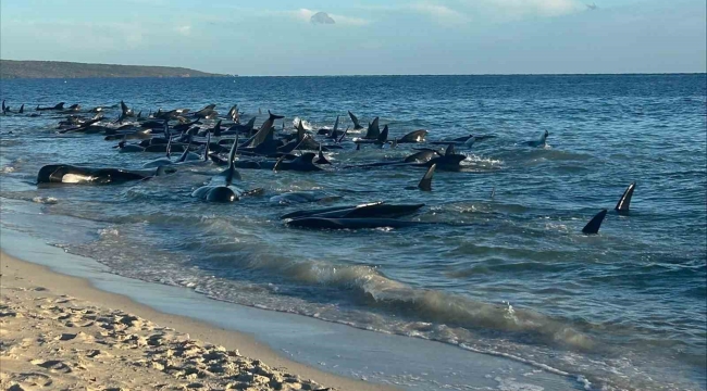 Avusturalya'da 160 pilot balina kıyıya vurdu, 28'i öldü