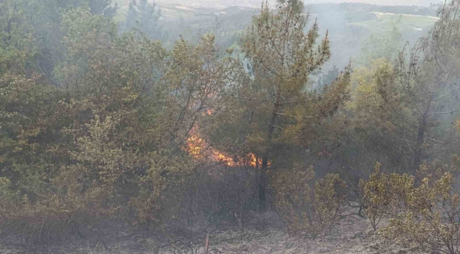Denizli'de sezonun ilk orman yangını büyümeden söndürüldü