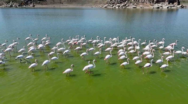 Flamingolar kuluçka öncesi eşleşme için Mamasın Barajında