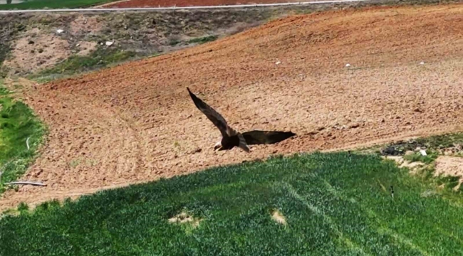 Kırıkkale'de ortaya çıktı, "dron" ile görüntülendi: Kızıl tuygun çiftçilerin dostu oldu