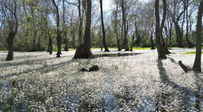 Kızılırmak Deltası'nda bahar güzelliği