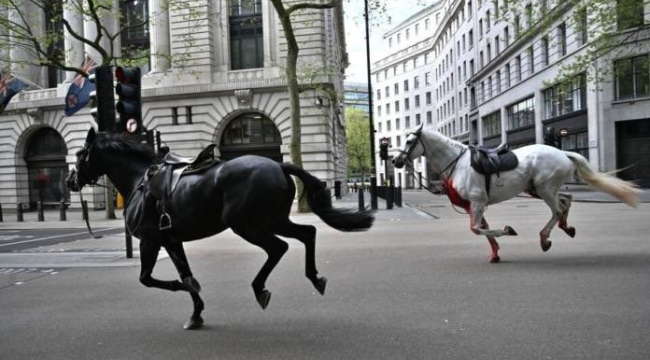 Londra'da kaçan Kraliyet atları ortalığı birbirine kattı: 4 yaralı