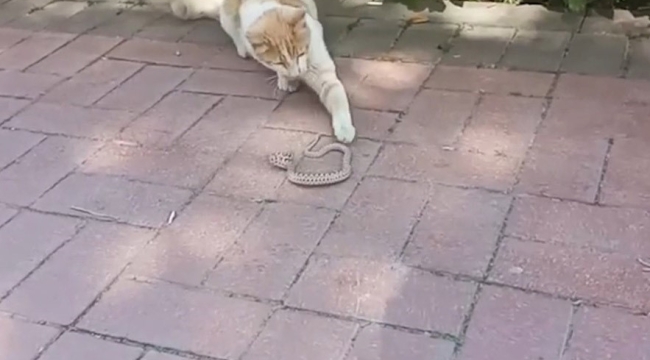 Yılan ile kedinin kavgası kameralarda