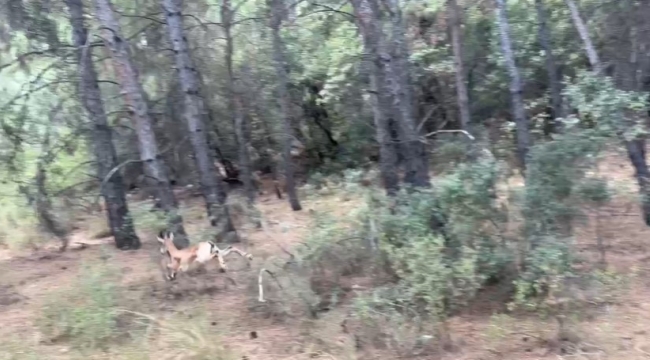 Antalya'da yaralı halde şehirde dolaşan yavru yaban keçisi yakalandı