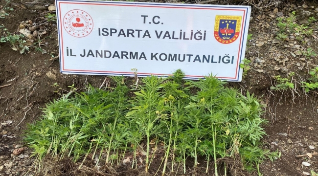 Isparta'da yasa dışı kenevir ekimi yapan 1 şahsa adli işlem başlatıldı
