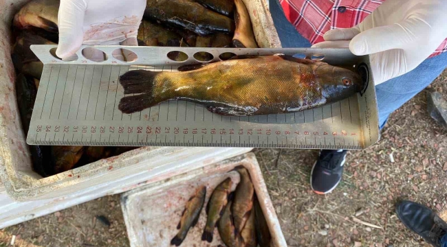 Beyşehir Gölünde avlanan balıklara boy limiti denetimi