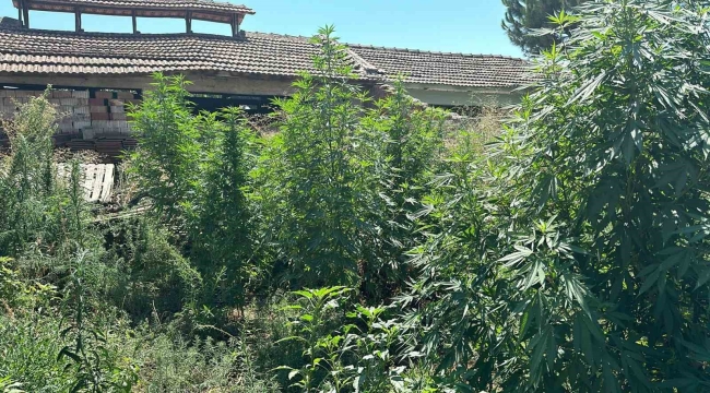Manisa'da zehir tacirlerine geçit yok