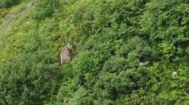 Rize'de yaylada koşturan boz ayı dron ile görüntülendi