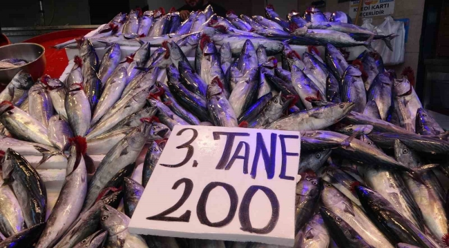 Balıkçı ağları palamut ile doldu, tezgahtaki fiyatı 75 TL'ye düştü