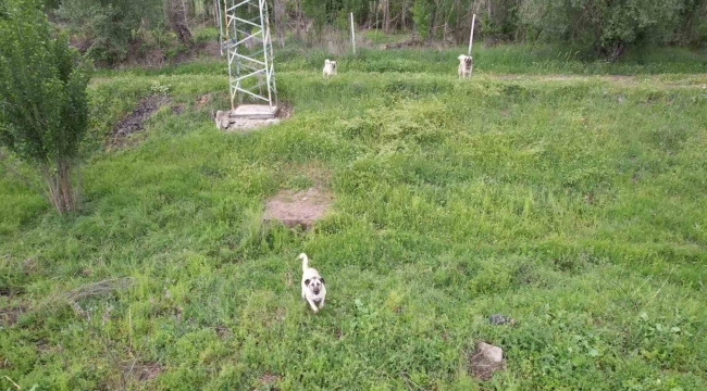 Ankara'da köpeklerin dron kovalamaca şovu gülümsetti