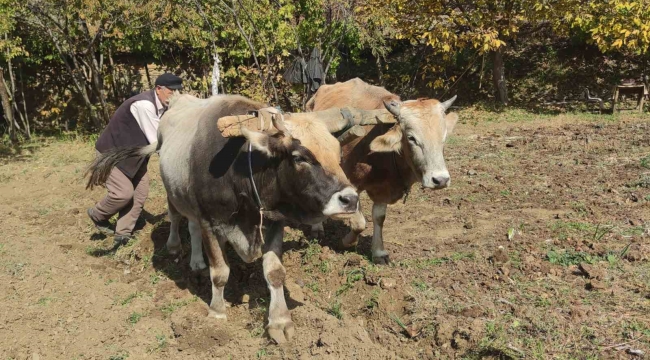 Bu köydeki tarım halen karasabanla yapılıyor