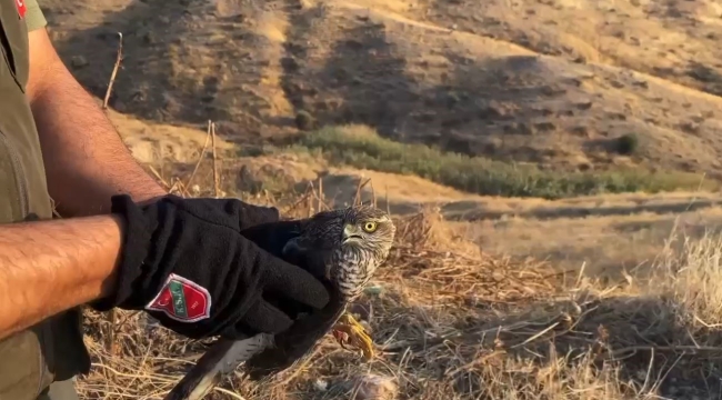 Şırnak'ta tedavisi tamamlanan atmaca doğaya salındı
