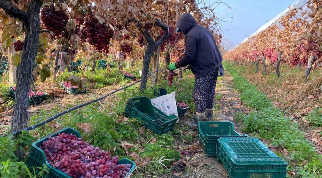 Kış geldi Sarıgöl'de üzüm hasadı devam ediyor