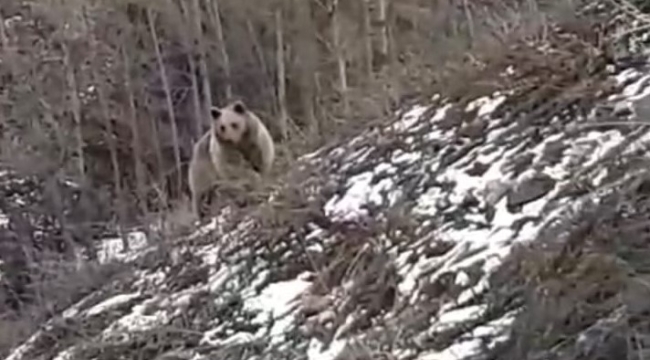Gümüşhane kent merkezine yakın noktada karşılarına ayı çıktı