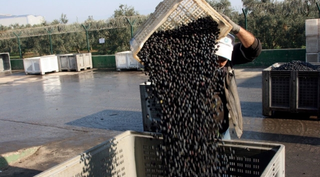Zeytin alımları tamamlanıyor