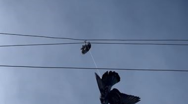Elektrik tellerine takılan güvercin için seferber oldular