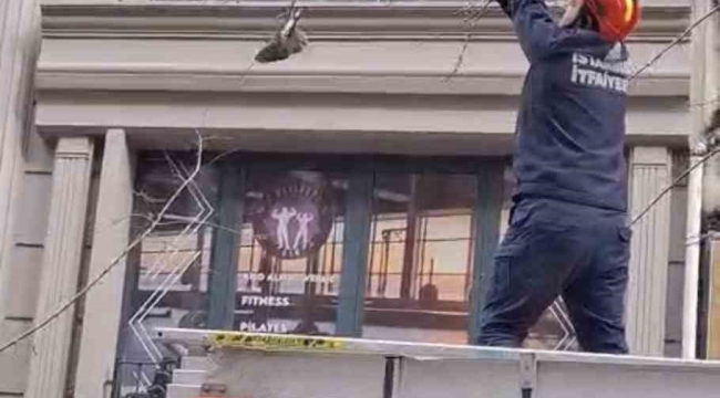 Kağıthane'de ağaçta mahsur kalan kuşu itfaiye kurtardı
