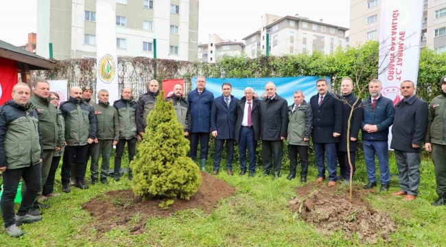 Ordu'da fidanlar toprakla buluşturuldu