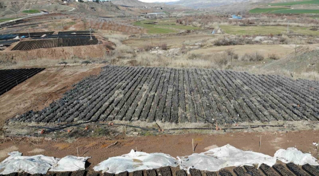 Siirt'te yetiştirilen fidanlar bölgenin fıstık ihtiyacını karşılıyor