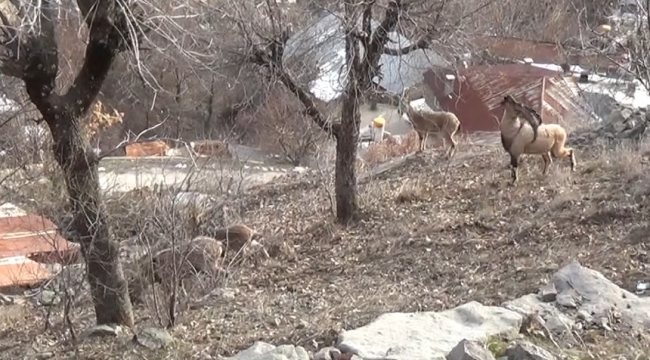 Tunceli'de, koruma altındaki yaban keçileri yerleşim yerlerine kadar indi
