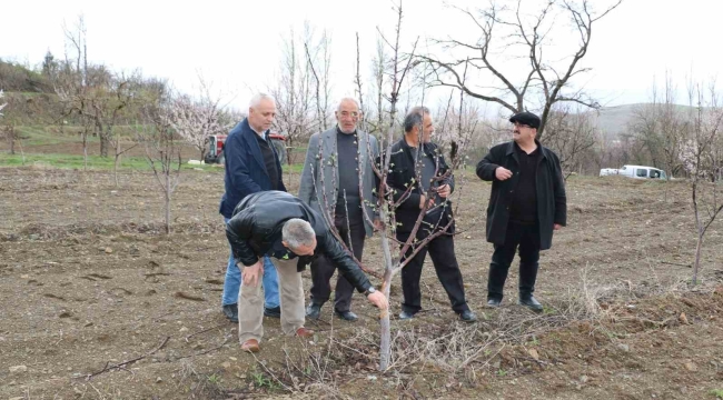 Aç kalan tavşanlar fidanları kemirdi