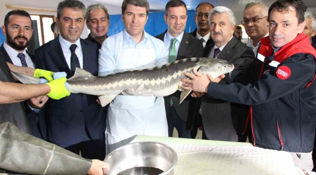 Amasya'da bu yıl 300 bin Mersin balığı üretimi planlanıyor: 'Siyah inci'nin kilosu 2 bin dolar