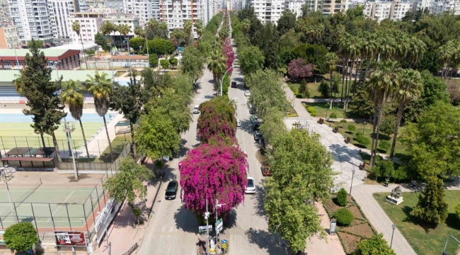 Begonvili gören kadın kendini yeniden doğmuş gibi hissetti