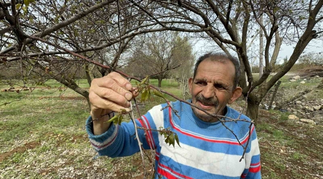 Malatya'da zirai don meyve ağaçlarını vurdu