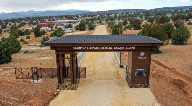 Meram Belediyesinden sahipsiz köpek sorununa insani ve vicdani çözüm