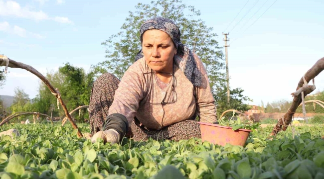 Tatık ve Pütün'den tütün firmalarına ortak çağrı; "Avans yoksa üretim de yok"