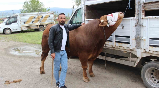 1 ton 150 kilogram ağırlığındaki "Paşa" 380 bin TL'ye alıcısını bekliyor